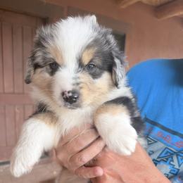 Boy 4 - Blue merle male Miniature Australian Shepherd puppy in Pueblo West, Colorado from Kamar’s Mini American Shepherds