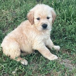 Eddie Jax - Golden male Golden Retriever puppy in Grant County, Indiana from On The Sunny Side Pavey Farms