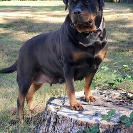 Ketty - Rottweiler