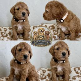 Girl 4 - Cream female Goldendoodle puppy in Sanger, California from Delta Doodless