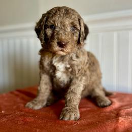 Twix - Merle male Goldendoodle puppy in Taylorsville, North Carolina from Heartfelt Doodles