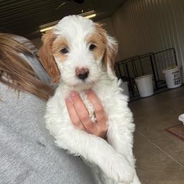 Walnut - Parti male Goldendoodle puppy in Hiddenite, North Carolina from Rose and Reid Doodles