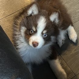 Boy 2 - Pomsky puppy in Milan, Michigan from ASC Pomsky