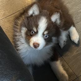 Boy 2 - Pomsky puppy in Milan, Michigan from ASC Pomsky