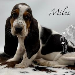 Miles - Black white and brown male Basset Hound puppy in Dingess, West Virginia from Tuckers' Howling Hounds