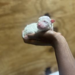 Cavapoo and Poodle Puppies from P&D Palace