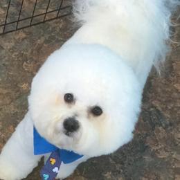 Chase - Bichon Frise