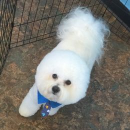Chase - Bichon Frise