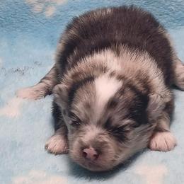 Penny - Blue merle female Pomeranian puppy in Wanette, Oklahoma from Council Creek Cuties