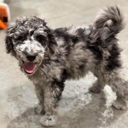 Pink Collar - Merle female Labradoodle puppy in Richmond, Texas from Blessed B Farm & Doodles