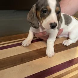 Dachshund Puppies from Hursh’s Hounds
