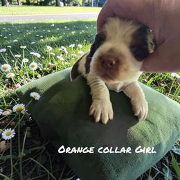 Orange - Liver white and roan female English Springer Spaniel puppy in Henagar, Alabama from Windy Oak Kennels