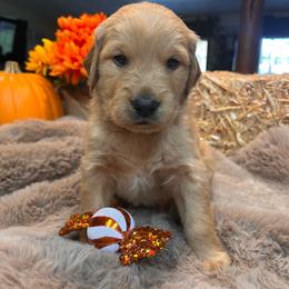 Black - Golden male Golden Retriever puppy in Bonanza, Oregon from Gold 'N Dust Ranch