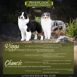 Australian Shepherd puppies from Riverlook Australian Shepherds
