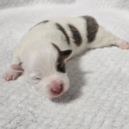 MARGO - Blue female Pembroke Welsh Corgi puppy in Walker, Iowa from Double K Corgis