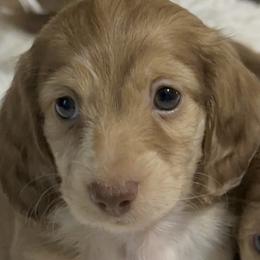 Sailor - Chocolate and cream male Dachshund puppy in Bentonville, Arkansas from T & D Dachshunds by design