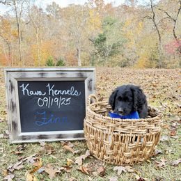 Finn - Black and white male Assorted Doodle Crosses puppy in Irmo, South Carolina from Kava Kennels