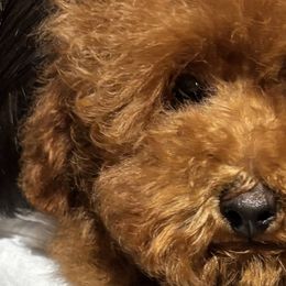 Light Blue - Poodle puppy from Great Doodles & Poodles