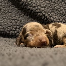 Gene Simmons - Fawn (isabella) and tan male Dachshund puppy in Nampa, Idaho from 208 Wiener Wiggle Butts LLC