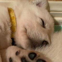 Girl 3 - White female German Shepherd puppy in Santa Rosa Valley, California from Diamond White German Shepherds