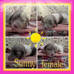 Sunny - Piebald female Dachshund puppy in Deckerville, Michigan from Goldie Girls Ranch Dachshunds
