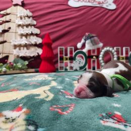 Mistletoe - Liver white and tan female English Springer Spaniel puppy in Westover, Maryland from Sterling's springer Haven