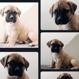 black collar - Boerboel puppy from Freedom Boerboels LLC