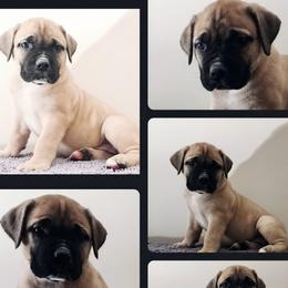 black collar - Boerboel puppy from Freedom Boerboels LLC