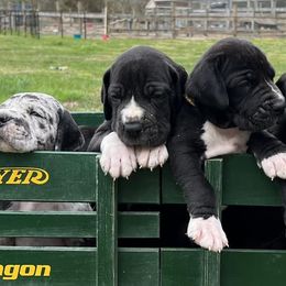 Great Danes from Danes By The Bay
