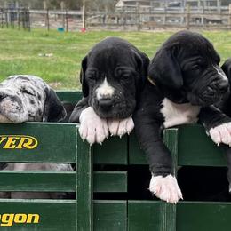 Great Danes from Danes By The Bay