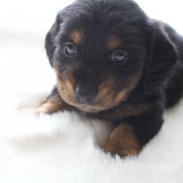 Clover - Black and tan female Dachshund puppy in Morrow, Ohio from Courtney’s Colorful Doxies