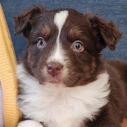 Australian Shepherds, Miniature American Shepherds, and Miniature Australian Shepherds from Copper Sky Aussies & Mini American Shepherds
