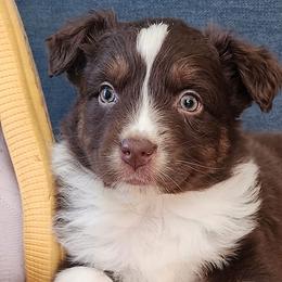 Australian Shepherds, Miniature American Shepherds, and Miniature Australian Shepherds from Copper Sky Aussies & Mini American Shepherds