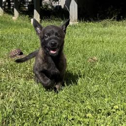 Nala - Gold brindle female Dutch Shepherd puppy in Watertown, Connecticut from APACHEK9