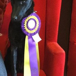 Dutch Shepherd All Grown Up from Sylviane Wildflower DSK (Dutch Shepherd Kennel)