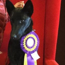 Dutch Shepherd All Grown Up from Sylviane Wildflower DSK (Dutch Shepherd Kennel)