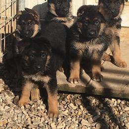 German Shepherd Puppies from Valiant Shepherds