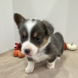 Poppy(purple) - Blue female Pembroke Welsh Corgi puppy in Millsap, Texas from Punchy Pembroke Ranch