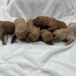 Red - Yellow female Labrador Retriever puppy in Heath Springs, South Carolina from Rich Hill Retrievers