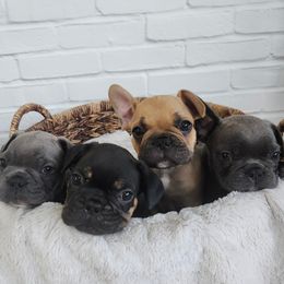 French Bulldog puppies from Edna's Homegrown Frenchies