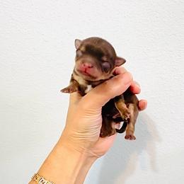 Prince Golden Chocolate - Chocolate and tan male Chihuahua puppy in Santa Rosa Beach, Florida from Eva's Chihuahuas