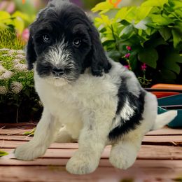 Mimosa - Black and white female Bernedoodle puppy in Thornville, Ohio from Four Front Doodles & Friends