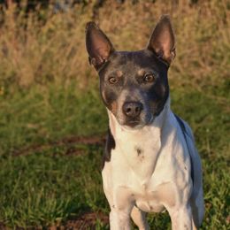 Levi - Rat Terrier
