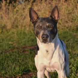 Levi - Rat Terrier