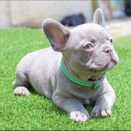 Bulldogs and French Bulldogs from Superb Bulldogs
