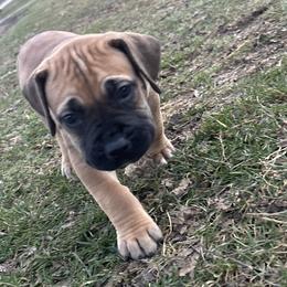 Male - Fawn male Boerboel puppy in Flemingsburg, Kentucky from Aussgardian Boerboels