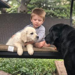 Golden Retriever Puppies from Coconut Cream Goldens