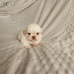 Benny - White male Shih Tzu puppy in Sapulpa, Oklahoma from Faith Hope and Love Shih Tzu's