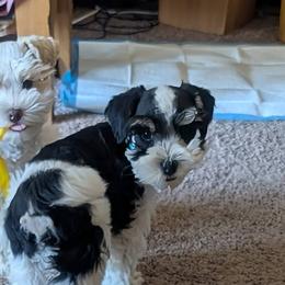 Miniature Schnauzers from Cole Country Schnauzers
