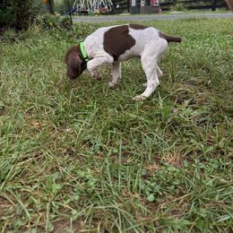 German Shorthaired Pointer Puppies from Rustic Creek Farms